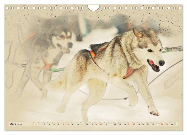 Produktbild: Schlittenhunde 2026 (Wandkalender 2026 DIN A4 quer), CALVENDO Monatskalender