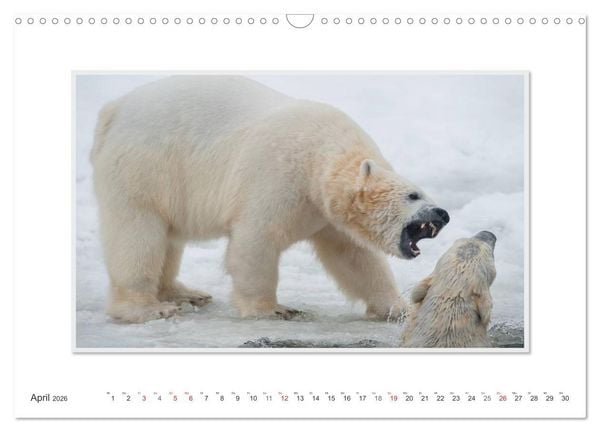 Produktbild: Emotionale Momente: Der Eisb&auml;r. (Wandkalender 2026 DIN A3 quer), CALVENDO Monatskalender