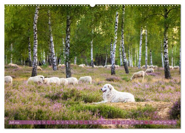 Produktbild: Romantische Heidebl&uuml;te (Wandkalender 2026 DIN A2 quer), CALVENDO Monatskalender