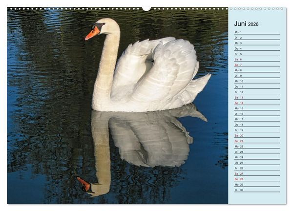 Produktbild: Schwanenzauber (hochwertiger Premium Wandkalender 2026 DIN A2 quer), Kunstdruck in Hochglanz