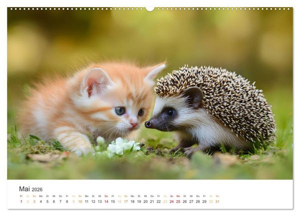 Produktbild: Zauberhafte Katzenbabys (hochwertiger Premium Wandkalender 2026 DIN A2 quer), Kunstdruck in Hochglanz