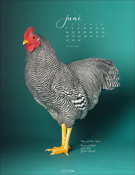 Produktbild: Pretty Chicks Kalender 2027