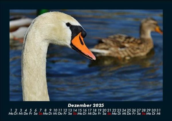 Produktbild: Enten 2025 Fotokalender DIN A5