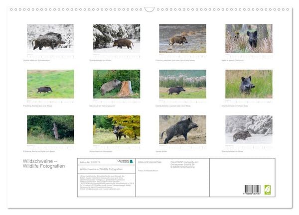 Produktbild: Wildschweine &ndash; Wildlife Fotografien (Wandkalender 2027 DIN A2 quer), CALVENDO Monatskalender