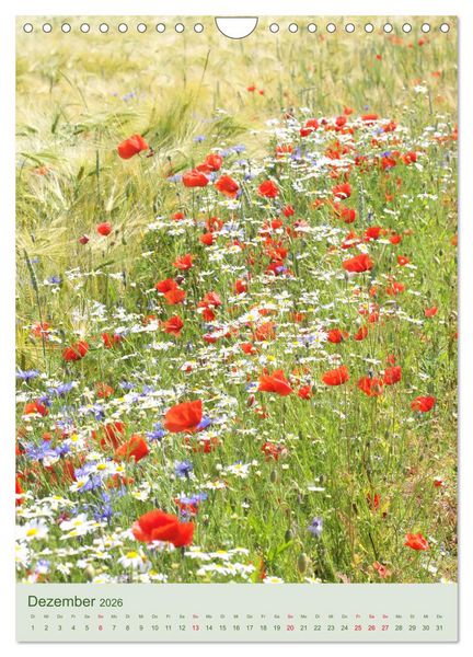 Produktbild: Mohn im Feld (Wandkalender 2026 DIN A4 hoch), CALVENDO Monatskalender