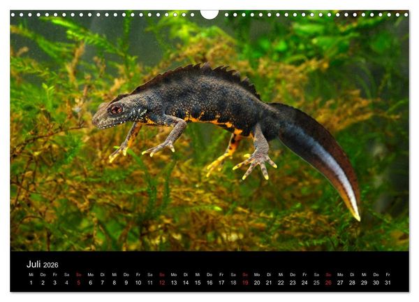 Produktbild: Salamander und Molche (Wandkalender 2026 DIN A3 quer), CALVENDO Monatskalender