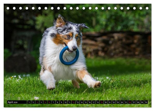 Produktbild: Bekannt wie ein bunter Hund. Australian Shepherd (Tischkalender 2026 DIN A5 quer), CALVENDO Monatskalender