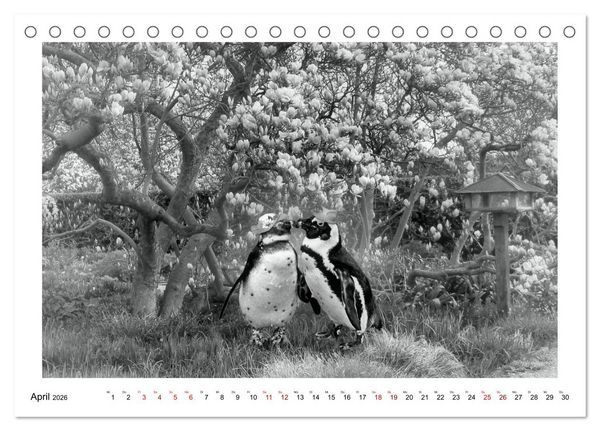 Produktbild: Pinguine privat (Tischkalender 2026 DIN A5 quer), CALVENDO Monatskalender