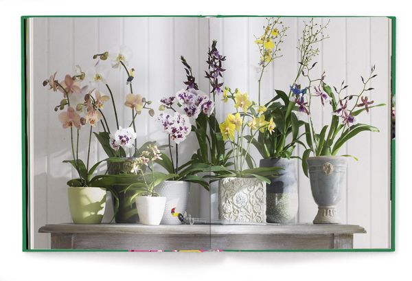 Produktbild: Floramour: Orchideen