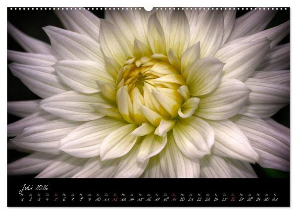 Produktbild: Serenade - Visuelle Musik der Blumen (Wandkalender 2026 DIN A2 quer), CALVENDO Monatskalender