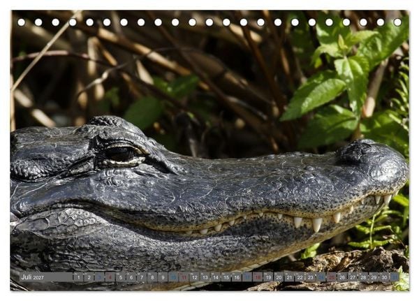 Produktbild: Sunshine State Florida Natur, Tierwelt und Nationalparks (Tischkalender 2027 DIN A5 quer), CALVENDO Monatskalender