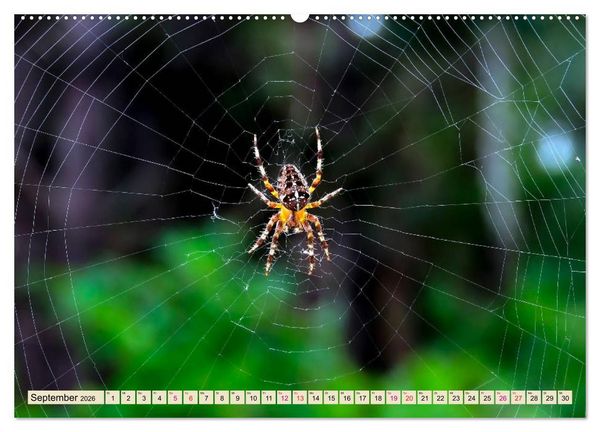Produktbild: Spinnennetze - Wunder der Natur (Wandkalender 2026 DIN A2 quer), CALVENDO Monatskalender