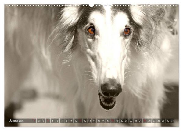 Produktbild: Windhunde eye-catcher (Wandkalender 2026 DIN A2 quer), CALVENDO Monatskalender