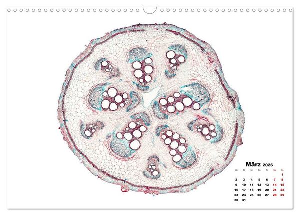 Produktbild: Pflanzen unter dem Mikroskop (Wandkalender 2026 DIN A3 quer), CALVENDO Monatskalender