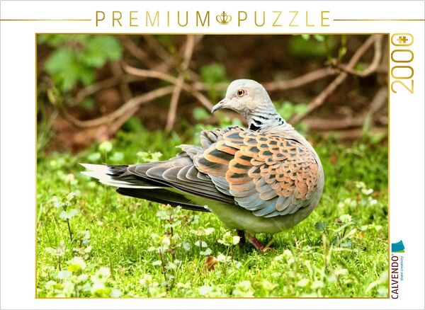 CALVENDO Puzzle Turteltaube - wunderschön gezeichnetes Gefieder | 2000 Teile Lege-Größe 90x67cm Foto-Puzzle für glückliche Stunden