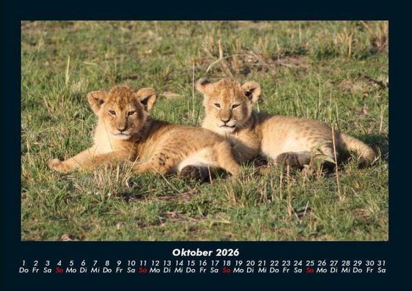 Produktbild: L&ouml;wen in der Wildnis 2026 Fotokalender DIN A4