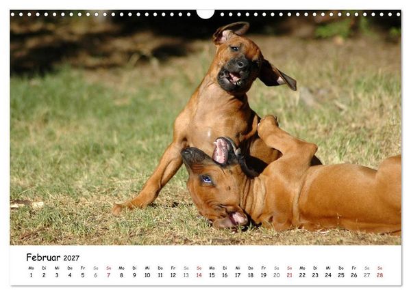 Produktbild: Rhodesian Ridgebacks in Aktion (Wandkalender 2027 DIN A3 quer), CALVENDO Monatskalender