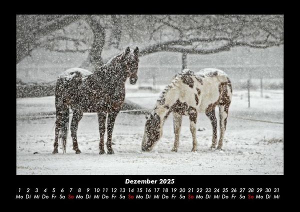Produktbild: Die Welt der Pferde 2025 Fotokalender DIN A3