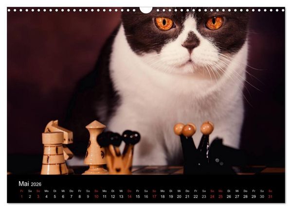 Produktbild: Schokoladige Britisch Kurzhaar Katzen (Wandkalender 2026 DIN A3 quer), CALVENDO Monatskalender