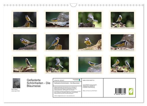 Produktbild: Gefiederte Sch&ouml;nheiten - Die Blaumeise (Wandkalender 2026 DIN A3 quer), CALVENDO Monatskalender