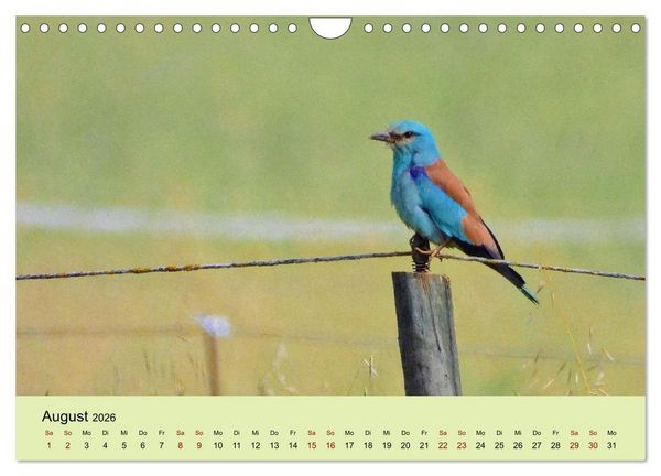 Produktbild: Flamingo und Co - Faszinierende Vogelwelt S&uuml;dfrankreichs (Wandkalender 2026 DIN A4 quer), CALVENDO Monatskalender