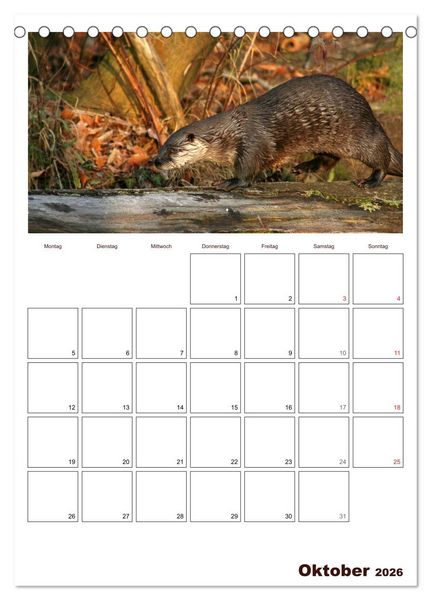 Produktbild: Der Fischotter-Terminplaner (Tischkalender 2026 DIN A5 hoch), CALVENDO Monatskalender