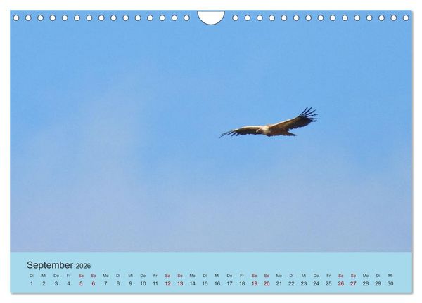 Produktbild: Flamingo und Co - Faszinierende Vogelwelt S&uuml;dfrankreichs (Wandkalender 2026 DIN A4 quer), CALVENDO Monatskalender