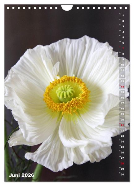 Produktbild: Mohn - Ein Bl&uuml;tentraum (Wandkalender 2026 DIN A4 hoch), CALVENDO Monatskalender