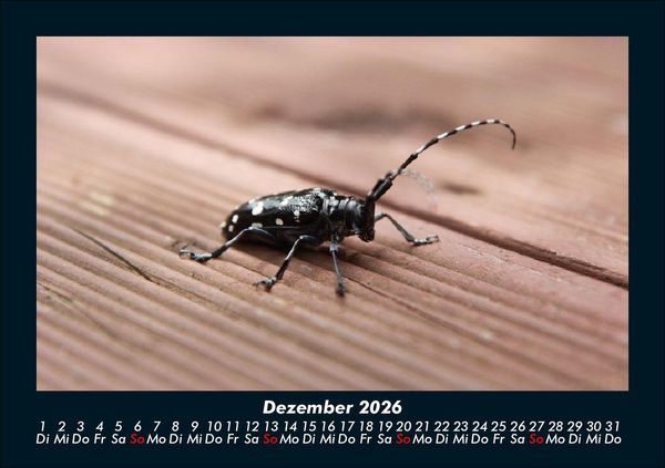 Produktbild: K&auml;fer 2026 Fotokalender DIN A5