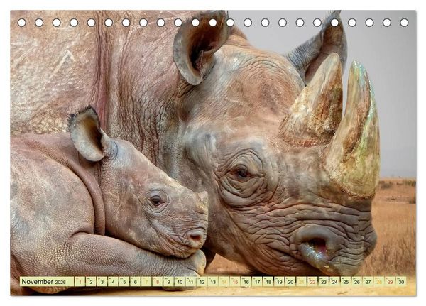 Produktbild: Bedrohte Tierart - Nashorn (Tischkalender 2026 DIN A5 quer), CALVENDO Monatskalender