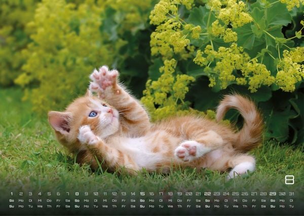 Produktbild: Miau Kids - kleine Tiger ganz gro&szlig; - Der Katzenkalender - 2027 - Kalender DIN A3