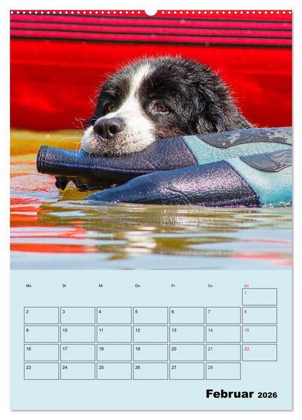 Produktbild: Familienplaner Landseer - Freund und Retter (hochwertiger Premium Wandkalender 2026 DIN A2 hoch), Kunstdruck in Hochglanz