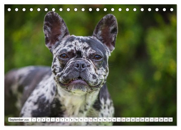 Produktbild: Kleiner Kobold Franz&ouml;sische Bulldogge (Tischkalender 2026 DIN A5 quer), CALVENDO Monatskalender