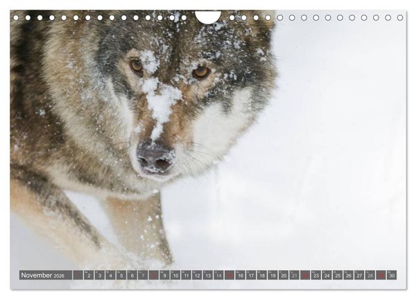 Produktbild: Meister Isegrim (Wandkalender 2026 DIN A4 quer), CALVENDO Monatskalender