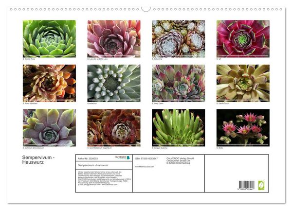 Produktbild: Sempervivum - Hauswurz (Wandkalender 2026 DIN A2 quer), CALVENDO Monatskalender
