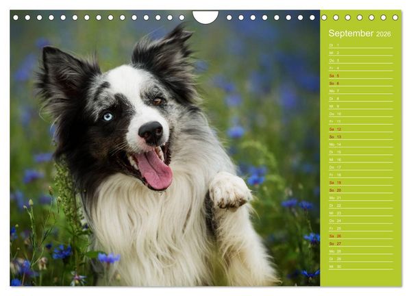 Produktbild: Border Collies - nicht nur schwarzwei&szlig; (Wandkalender 2026 DIN A4 quer), CALVENDO Monatskalender