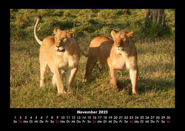 Produktbild: Tiere in der Wildnis 2025 Fotokalender DIN A3