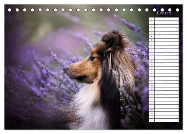 Produktbild: Shetland Sheepdogs Blacky, Anry, Mojo 2026 (Tischkalender 2026 DIN A5 quer), CALVENDO Monatskalender