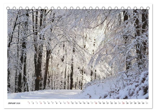 Produktbild: Mein Sehnsuchtsort, der heimische Wald (Tischkalender 2026 DIN A5 quer), CALVENDO Monatskalender