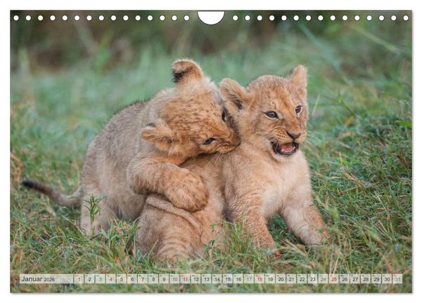 Produktbild: Emotionale Momente: Liebenswerte L&ouml;wenbabys / CH-Version (Wandkalender 2026 DIN A4 quer), CALVENDO Monatskalender