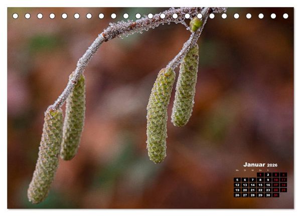 Produktbild: B&auml;ume im Detail (Tischkalender 2026 DIN A5 quer), CALVENDO Monatskalender