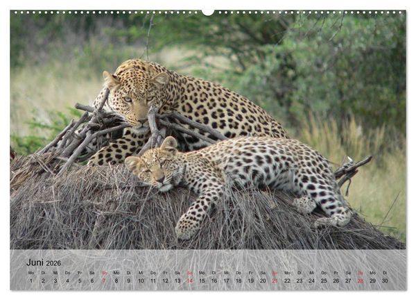 Produktbild: Leoparden. Elegante J&auml;ger (hochwertiger Premium Wandkalender 2026 DIN A2 quer), Kunstdruck in Hochglanz