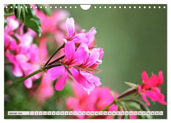 Produktbild: Pelargonien. Die Klassiker unter den Bl&uuml;hwundern (Wandkalender 2026 DIN A4 quer), CALVENDO Monatskalender