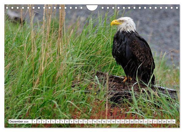 Produktbild: Tierwelt in den Canadian Rockies (Wandkalender 2026 DIN A4 quer), CALVENDO Monatskalender