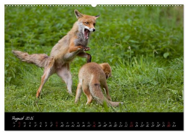 Produktbild: Rotfuchs - Impressionen (Wandkalender 2026 DIN A2 quer), CALVENDO Monatskalender