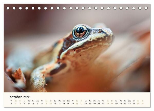 Produktbild: Esprit animal - Regards minimalistes (Calendrier de bureau 2027 DIN A5 vertical), CALVENDO calendrier mensuel