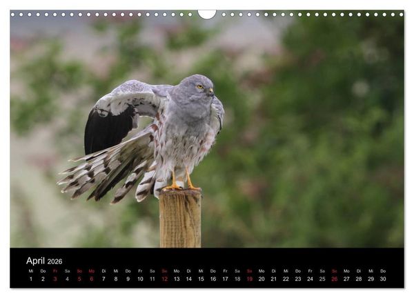 Produktbild: Wiesenweihen in Deutschland (Wandkalender 2026 DIN A3 quer), CALVENDO Monatskalender