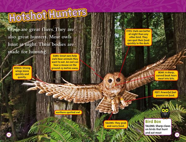 Produktbild: Owls