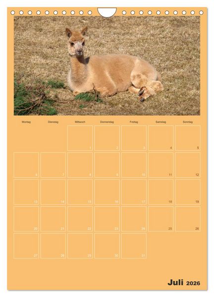 Produktbild: Alpakas zum Verlieben (Wandkalender 2026 DIN A4 hoch), CALVENDO Monatskalender