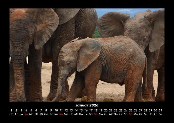 Produktbild: Elefanten 2026 Fotokalender DIN A3